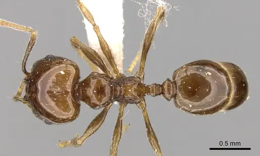 Pheidole plebecula specimen CASENT0281743 image casent0281743_1