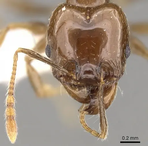 Pheidole plebecula specimen CASENT0281743 image casent0281743_2