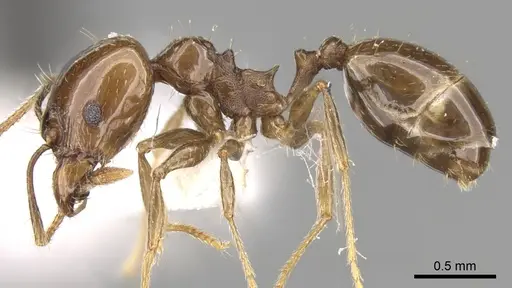 Pheidole plebecula specimen CASENT0281743 image casent0281743_3