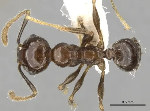 Pheidole plebecula specimen CASENT0281744 image casent0281744_1
