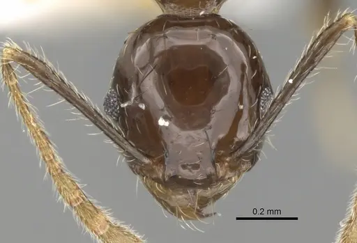 Pheidole plebecula specimen CASENT0281744 image casent0281744_2