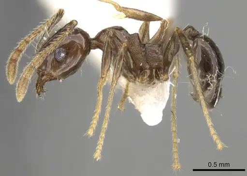 Pheidole plebecula specimen CASENT0281744 image casent0281744_3
