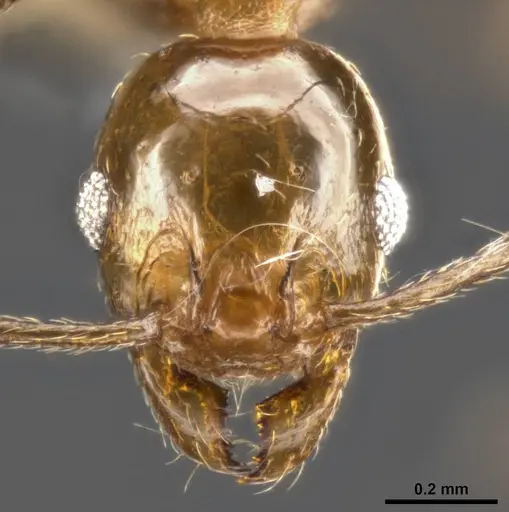 Pheidole plebecula specimen CASENT0283526 image casent0283526_2