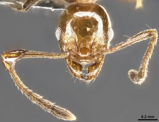 Pheidole plebecula specimen CASENT0283526 image casent0283526_3
