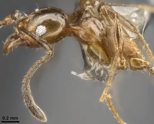Pheidole plebecula specimen CASENT0283526 image casent0283526_4