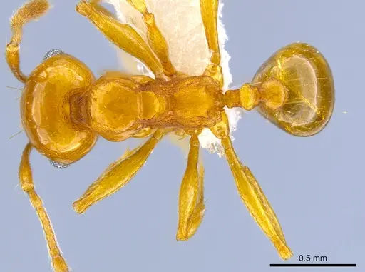 Pheidole plebecula specimen CASENT0612743 image casent0612743_1