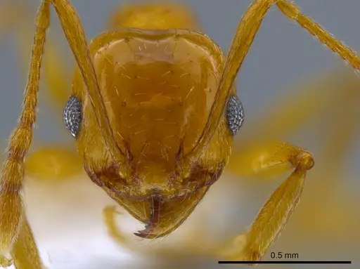 Pheidole plebecula specimen CASENT0612743 image casent0612743_2