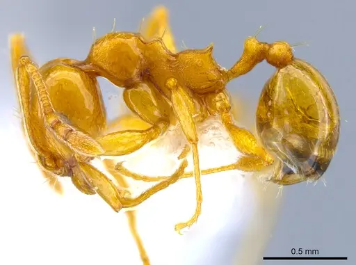 Pheidole plebecula specimen CASENT0612743 image casent0612743_3