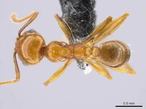 Pheidole plebecula specimen CASENT0612752 image casent0612752_1