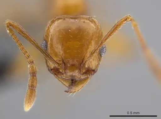 Pheidole plebecula specimen CASENT0612752 image casent0612752_2