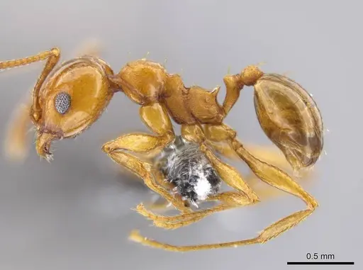 Pheidole plebecula specimen CASENT0612752 image casent0612752_3
