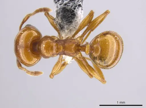 Pheidole plebecula specimen CASENT0612753 image casent0612753_1