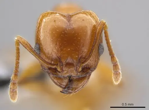 Pheidole plebecula specimen CASENT0612753 image casent0612753_2