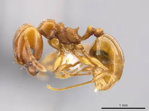 Pheidole plebecula specimen CASENT0612753 image casent0612753_3