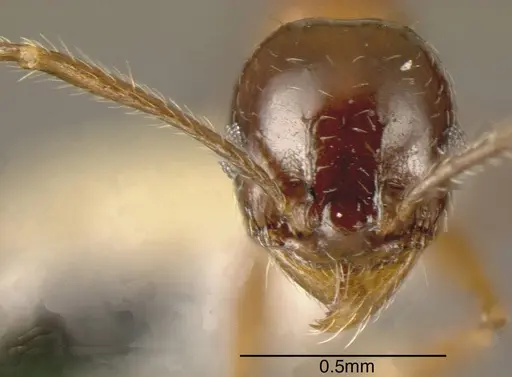Pheidole plebecula specimen CASENT0635536 image casent0635536_1