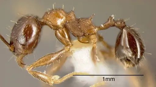 Pheidole plebecula specimen CASENT0635536 image casent0635536_2