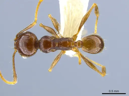 Pheidole plebecula specimen CASENT0636057 image casent0636057_1
