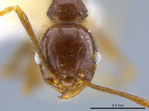 Pheidole plebecula specimen CASENT0636057 image casent0636057_2