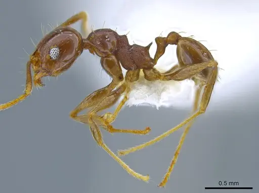 Pheidole plebecula specimen CASENT0636057 image casent0636057_3