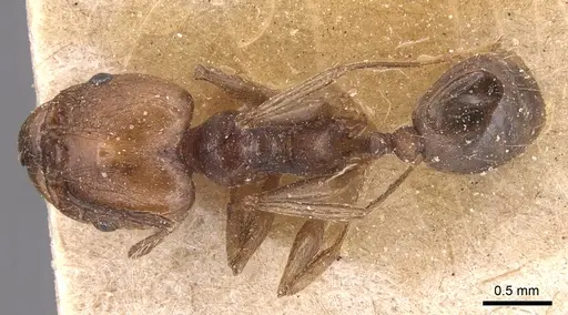 Pheidole plebecula specimen CASENT0904359 image casent0904359_1