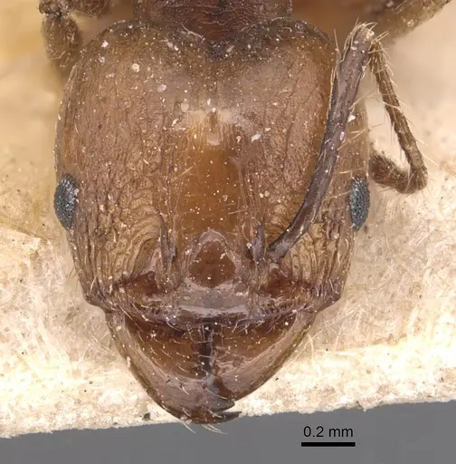 Pheidole plebecula specimen CASENT0904359 image casent0904359_2