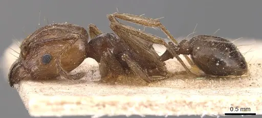 Pheidole plebecula specimen CASENT0904359 image casent0904359_3