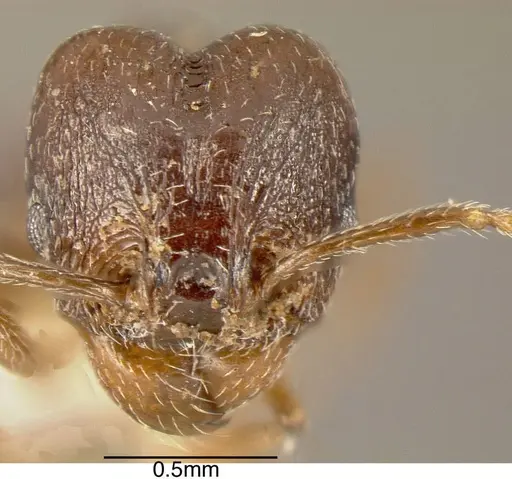 Pheidole plebecula specimen INBIOCRI002279634 image inbiocri002279634_1