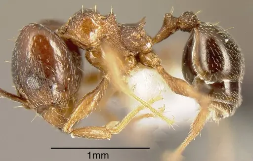 Pheidole plebecula specimen INBIOCRI002279634 image inbiocri002279634_2