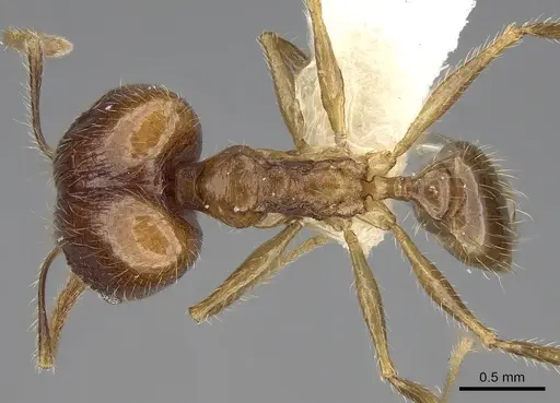 Pheidole plinii specimen CASENT0281663 image casent0281663_1
