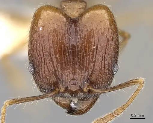 Pheidole plinii specimen CASENT0281663 image casent0281663_2