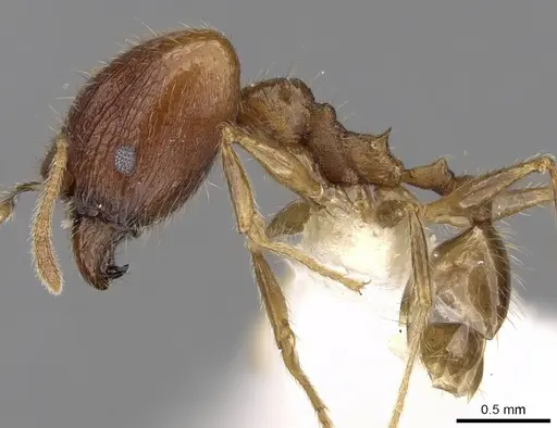 Pheidole plinii specimen CASENT0281663 image casent0281663_3
