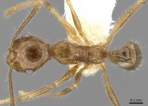 Pheidole plinii specimen CASENT0281664 image casent0281664_1