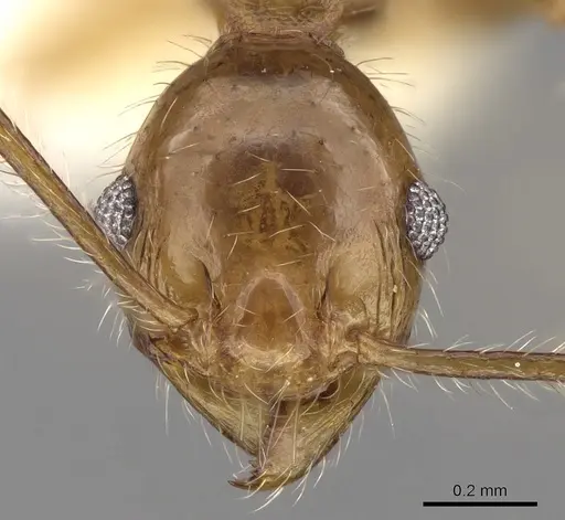 Pheidole plinii specimen CASENT0281664 image casent0281664_2