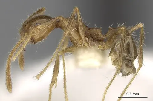 Pheidole plinii specimen CASENT0281664 image casent0281664_3