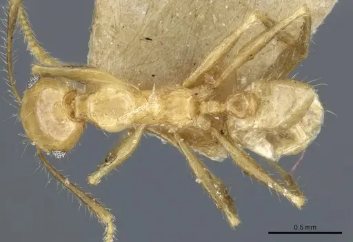 Pheidole plinii specimen CASENT0904258 image casent0904258_1
