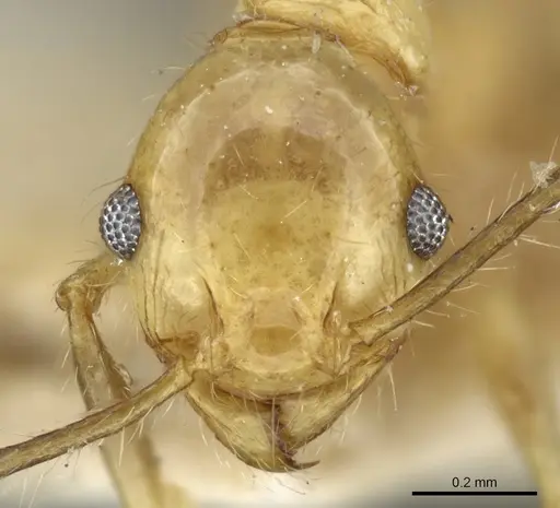 Pheidole plinii specimen CASENT0904258 image casent0904258_2