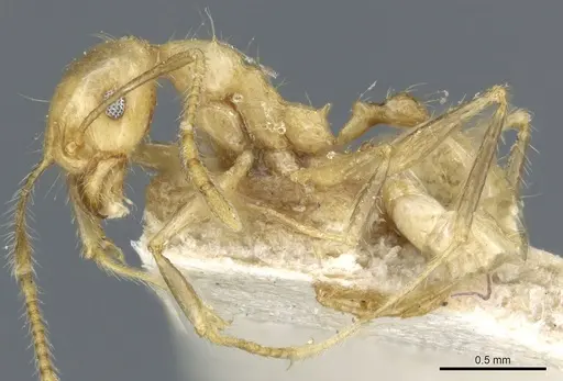 Pheidole plinii specimen CASENT0904258 image casent0904258_3