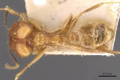 Pheidole plinii specimen CASENT0907938 image casent0907938_1