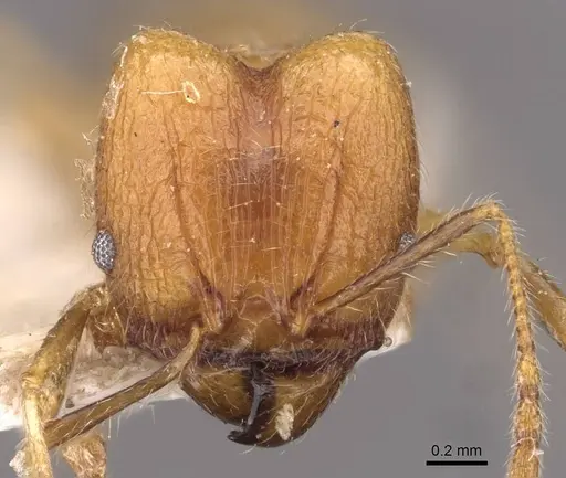 Pheidole plinii specimen CASENT0907938 image casent0907938_2