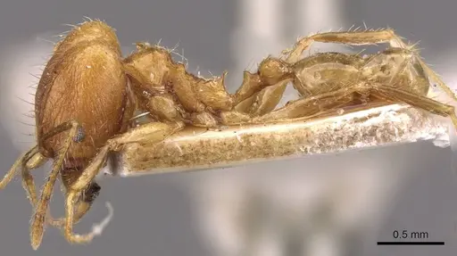 Pheidole plinii specimen CASENT0907938 image casent0907938_3