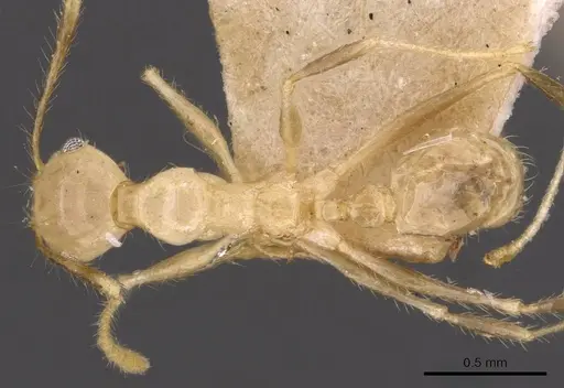 Pheidole plinii specimen CASENT0907939 image casent0907939_1
