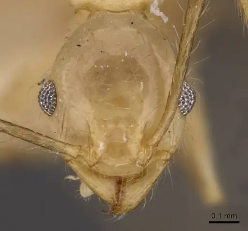 Pheidole plinii specimen CASENT0907939 image casent0907939_2