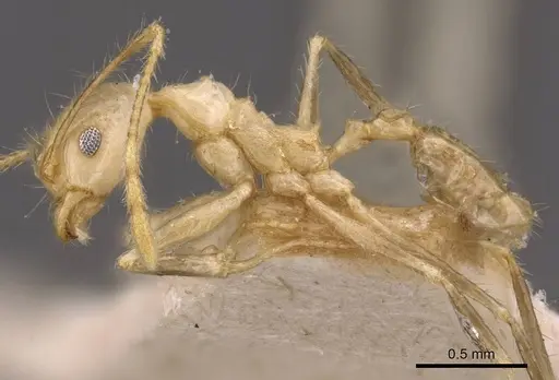 Pheidole plinii specimen CASENT0907939 image casent0907939_3