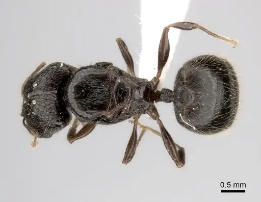 Pheidole podargea specimen CASENT0406673 image casent0406673_1