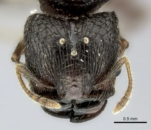 Pheidole podargea specimen CASENT0406673 image casent0406673_2