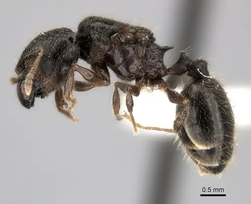 Pheidole podargea specimen CASENT0406673 image casent0406673_3