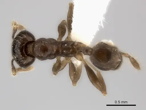 Pheidole podargea specimen CASENT0427699 image casent0427699_1