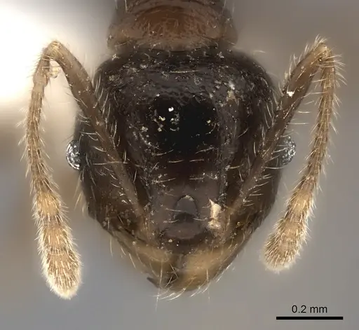 Pheidole podargea specimen CASENT0427699 image casent0427699_2
