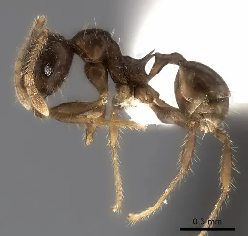 Pheidole podargea specimen CASENT0427699 image casent0427699_3