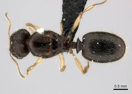 Pheidole podargea specimen CASENT0440765 image casent0440765_1